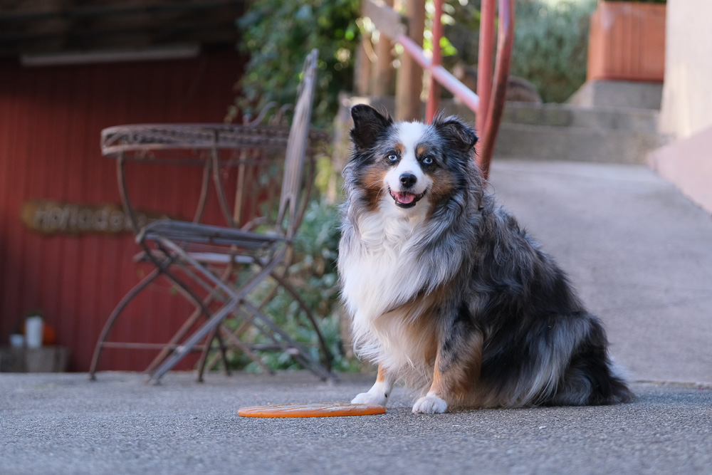 Hund Mila sitzt im Hof
