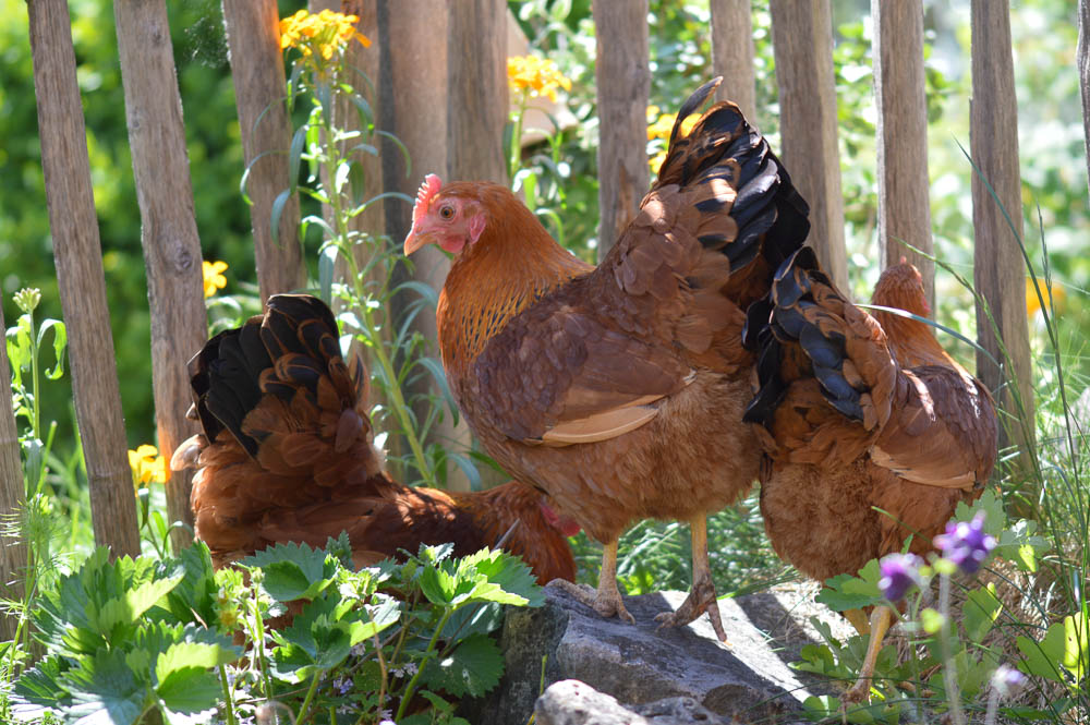 Drei Hühner im Garten vor dem Zaun